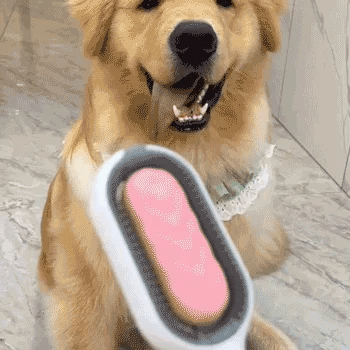 Best Pet Hair Cleaner