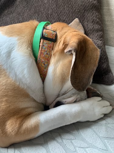Anti-Flea & Tick Collar For Dog 🐾