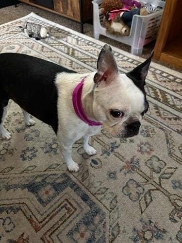 Anti-Flea & Tick Collar For Dog 🐾