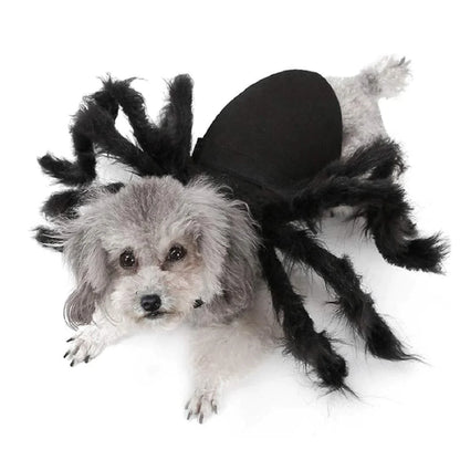 Halloween Pets Spider Costume!