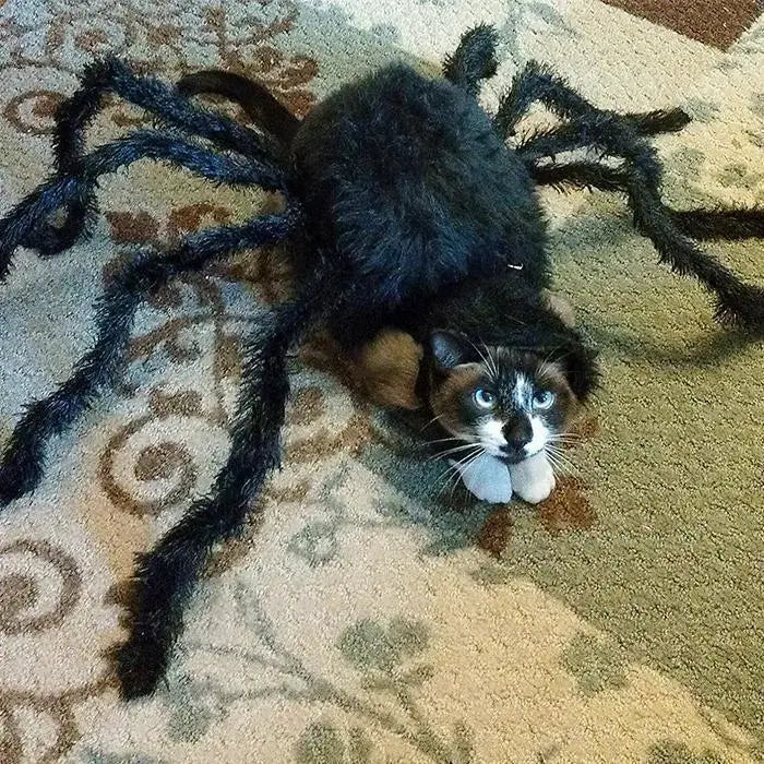 Halloween Pets Spider Costume!