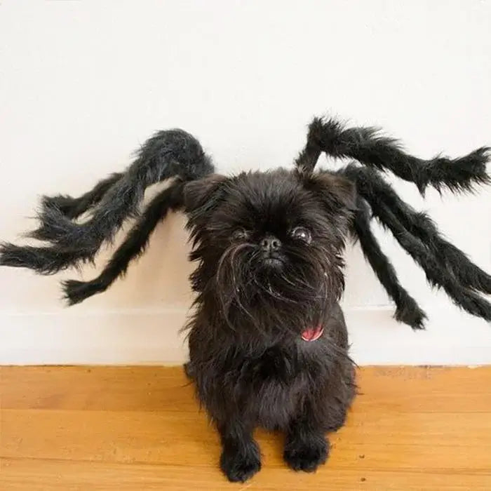 Halloween Pets Spider Costume!