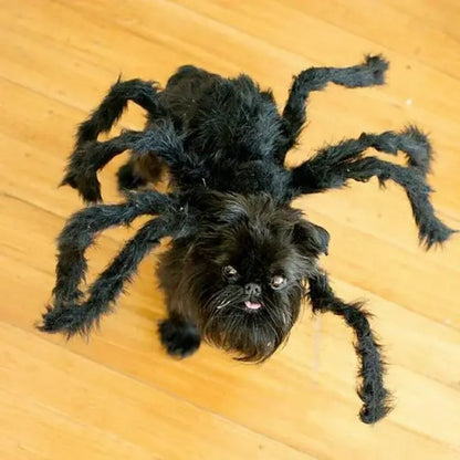 Halloween Pets Spider Costume!