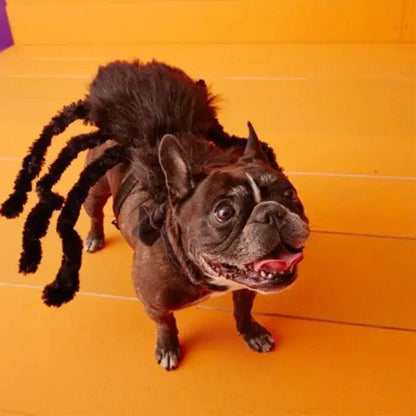 Halloween Pets Spider Costume!