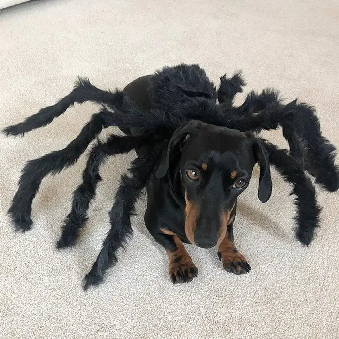 Halloween Pets Spider Costume!